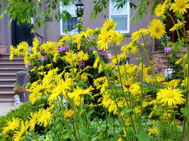 Kozulnik flower (Doronicum): growing from seeds, when to plant, photo