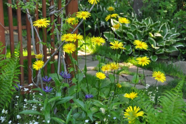 Kozulnik flower (Doronicum): growing from seeds, when to plant, photo