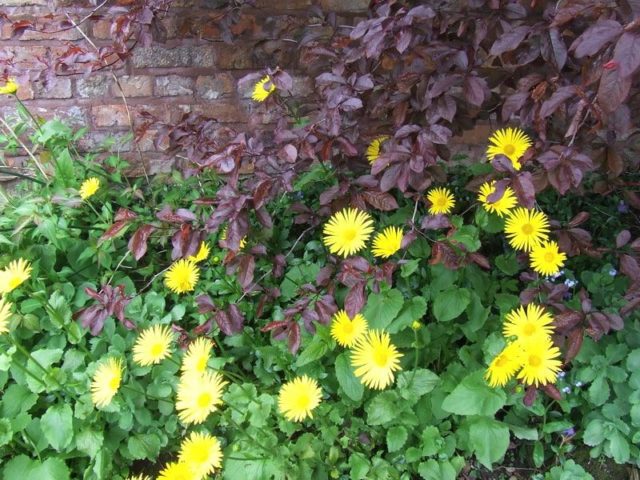 Kozulnik flower (Doronicum): growing from seeds, when to plant, photo