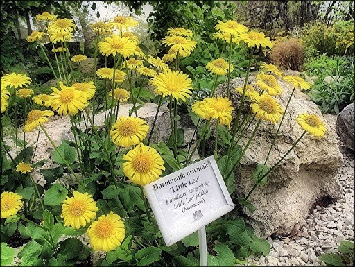 Kozulnik flower (Doronicum): growing from seeds, when to plant, photo