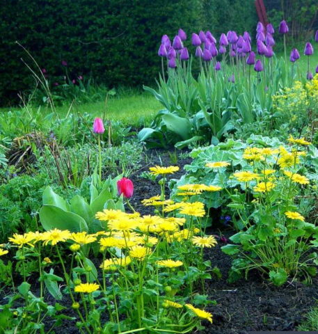 Kozulnik flower (Doronicum): growing from seeds, when to plant, photo