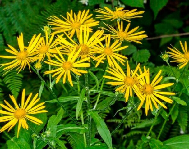 Kozulnik flower (Doronicum): growing from seeds, when to plant, photo