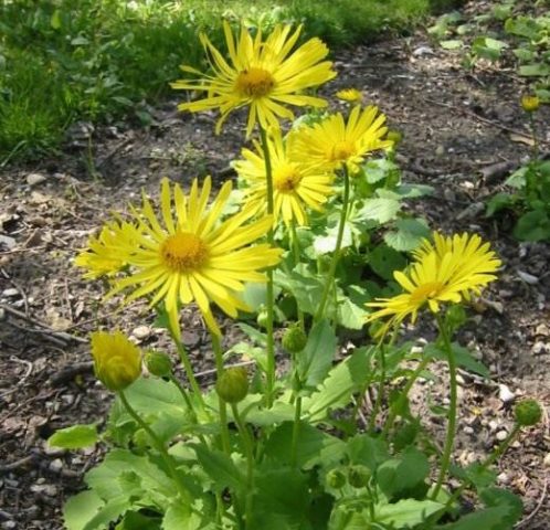 Kozulnik flower (Doronicum): growing from seeds, when to plant, photo