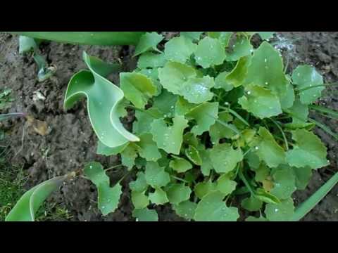 Kozulnik flower (Doronicum): growing from seeds, when to plant, photo