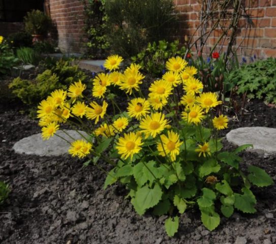 Kozulnik flower (Doronicum): growing from seeds, when to plant, photo