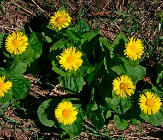 Kozulnik flower (Doronicum): growing from seeds, when to plant, photo