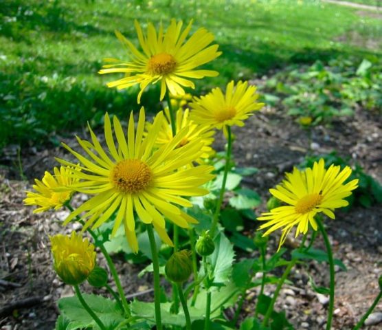 Kozulnik flower (Doronicum): growing from seeds, when to plant, photo