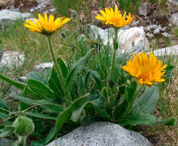 Kozulnik flower (Doronicum): growing from seeds, when to plant, photo