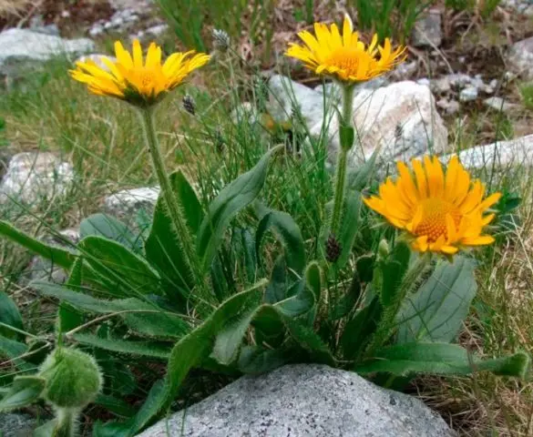 Kozulnik flower (Doronicum): growing from seeds, when to plant, photo