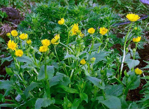 Kozulnik flower (Doronicum): growing from seeds, when to plant, photo