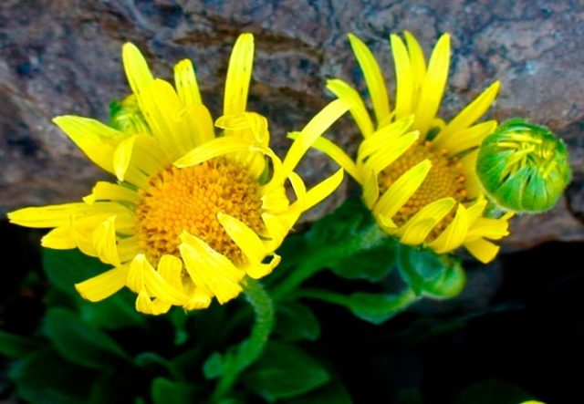 Kozulnik flower (Doronicum): growing from seeds, when to plant, photo