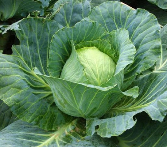 Krumont cabbage: variety description, yield, reviews