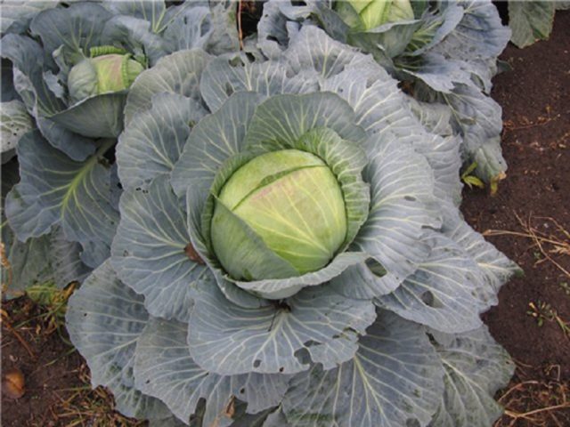 Krumont cabbage: variety description, yield, reviews