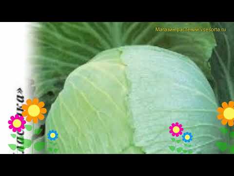 Krumont cabbage: variety description, yield, reviews