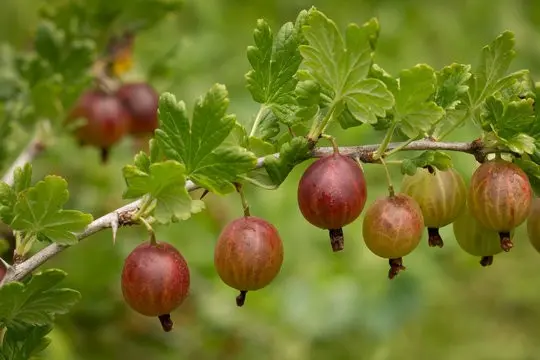 Kryzhovnik Fenik: description of the variety, photo