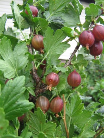 Kryzhovnik Jubilary: description and characteristics of the variety