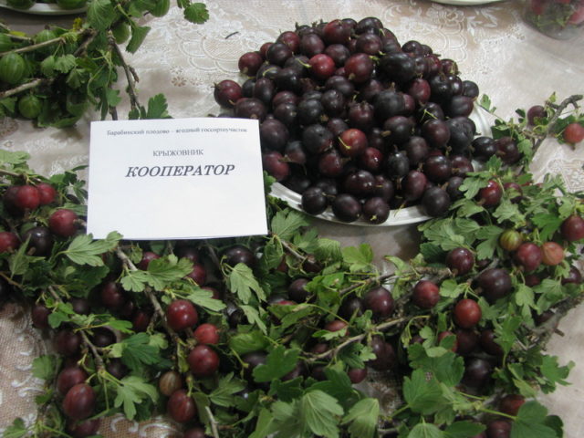 Kryzhovnik Kooperator: characteristics and description of the variety