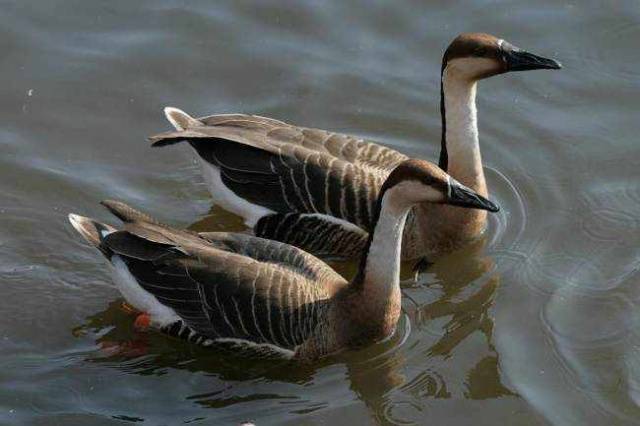 Kuban breed of geese