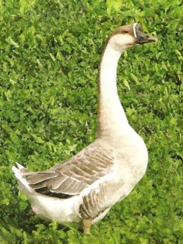 Kuban breed of geese