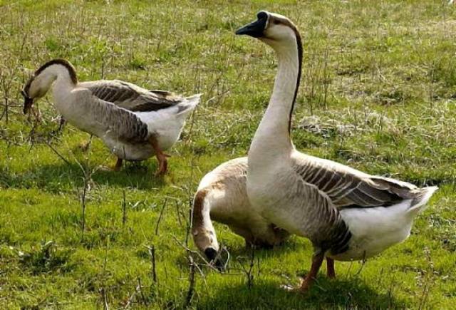 Kuban breed of geese