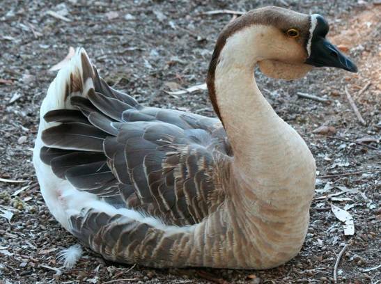 Kuban breed of geese