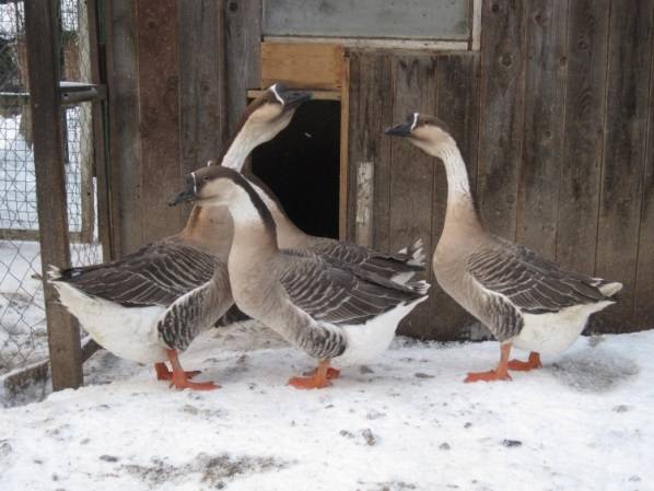 Kuban breed of geese