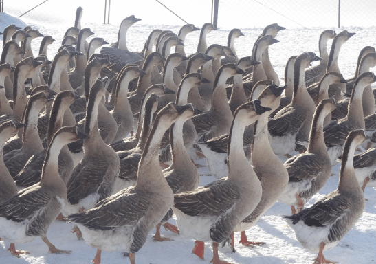 Kuban breed of geese