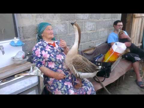 Kuban breed of geese