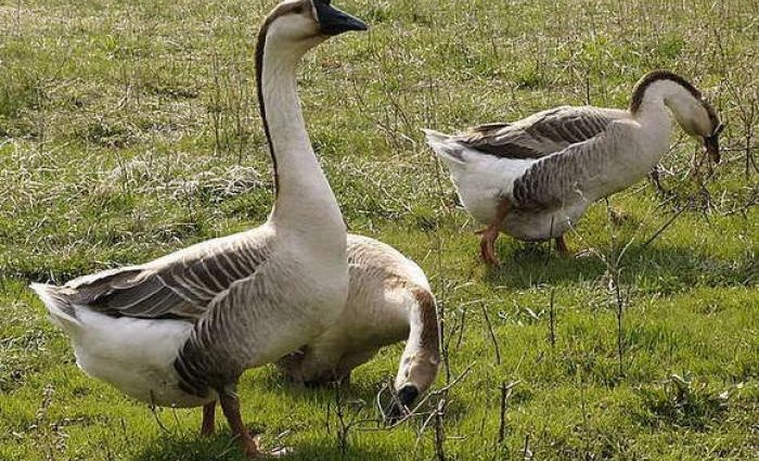 Kuban breed of geese