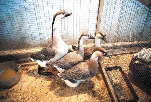 Kuban breed of geese