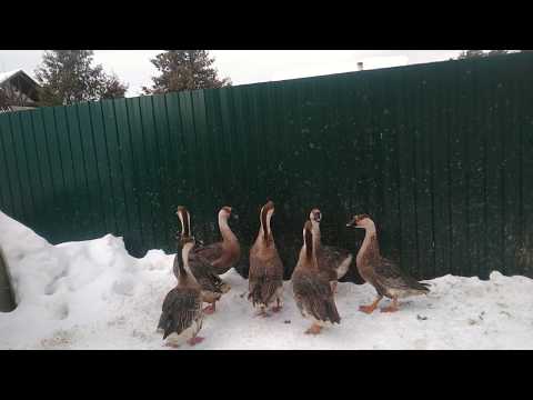 Kuban breed of geese