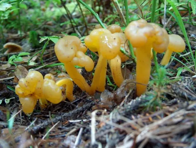 Kudonia twisted: description and photo