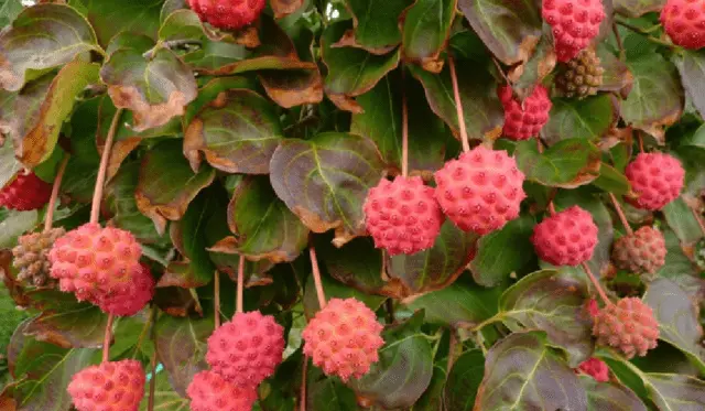 Kudraniya (strawberry tree): description, planting and care, reviews, photos