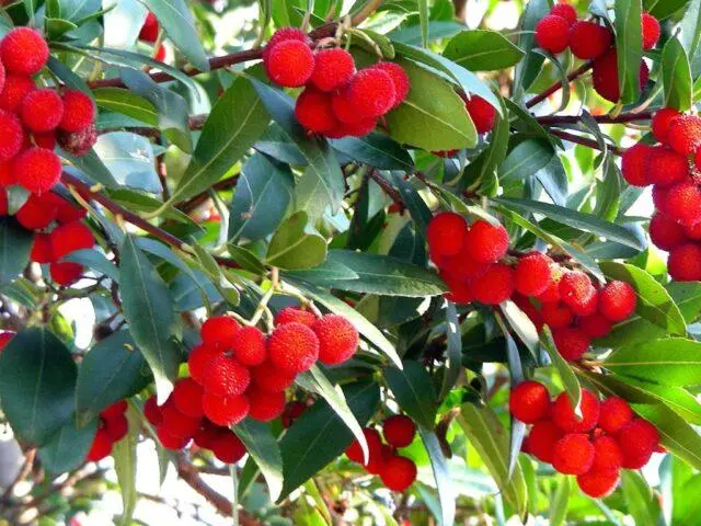 Kudraniya (strawberry tree): description, planting and care, reviews, photos