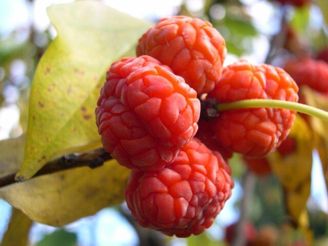 Kudraniya (strawberry tree): description, planting and care, reviews, photos