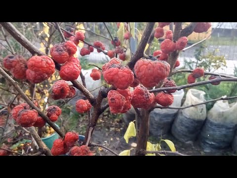 Kudraniya (strawberry tree): description, planting and care, reviews, photos