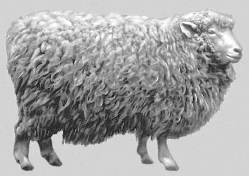 Kuibyshev sheep: description, characteristics