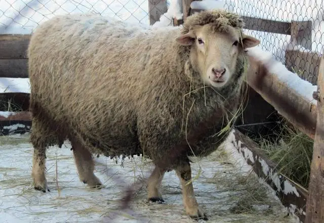 Kuibyshev sheep: description, characteristics