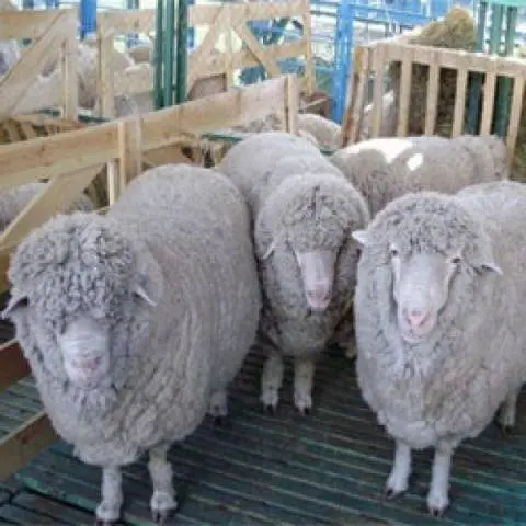 Kuibyshev sheep: description, characteristics