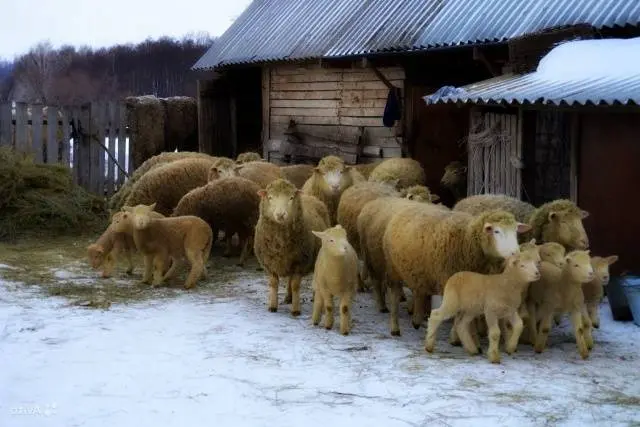 Kuibyshev sheep: description, characteristics