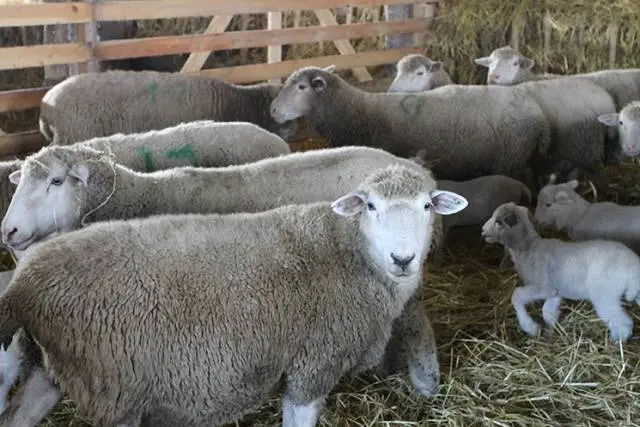 Kuibyshev sheep: description, characteristics