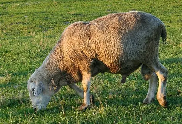 Kuibyshev sheep: description, characteristics