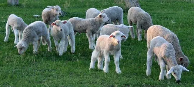 Kuibyshev sheep: description, characteristics