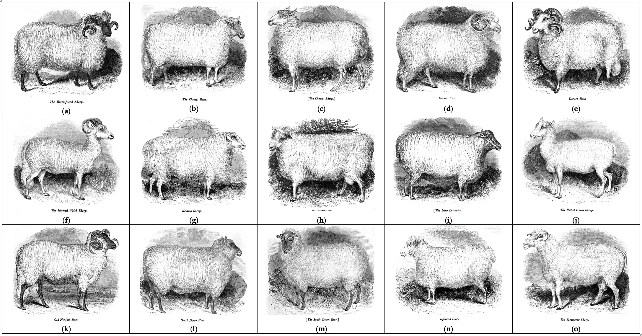 Kuibyshev sheep: description, characteristics