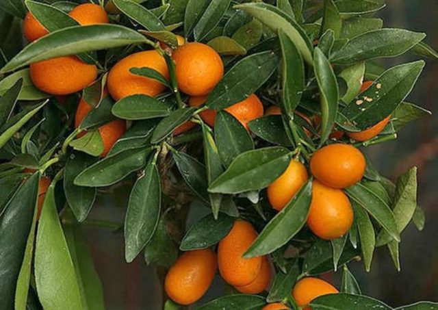 Kumquat care at home