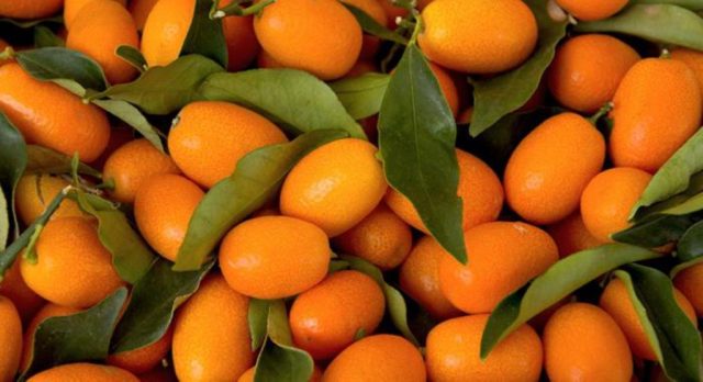 Kumquat care at home