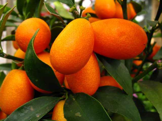 Kumquat: photo, benefit and harm