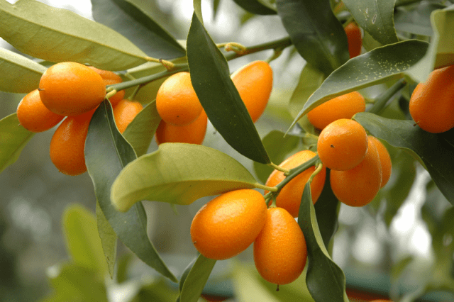 Kumquat: photo, benefit and harm