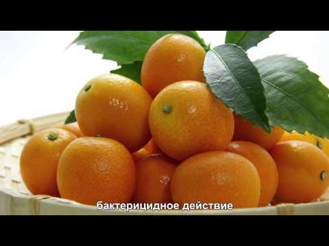 Kumquat: photo, benefit and harm