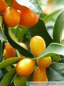 Kumquat: photo, benefit and harm